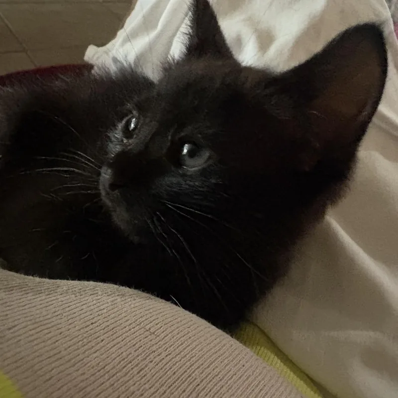 Sweetie