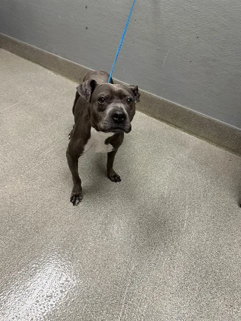 An adult medium-sized female Pit Bull Terrier dog named Wiggly Girl for adoption in Las Vegas, NV