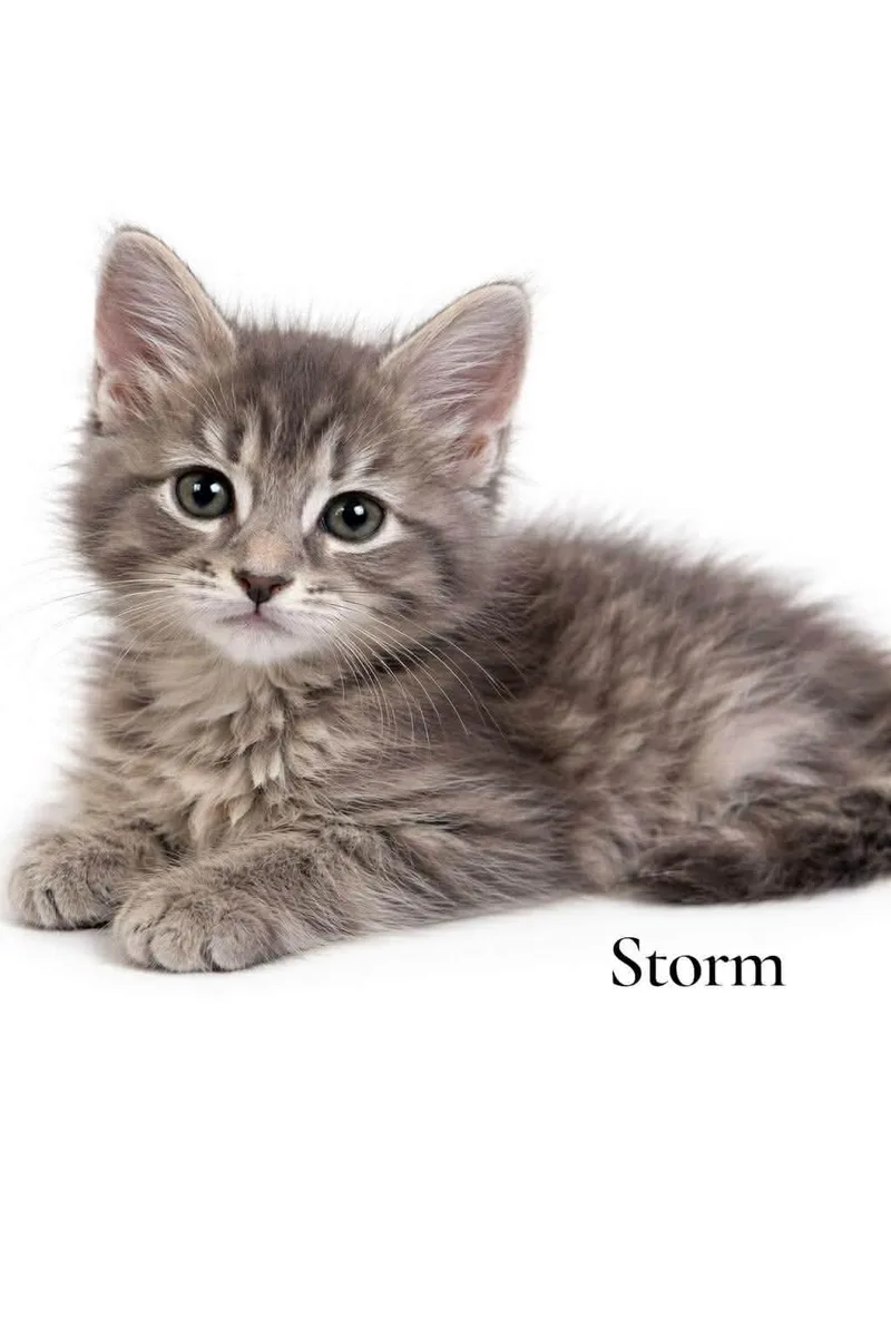 A baby medium-sized female Gray / Blue / Silver Domestic Long Hair cat named Storm for adoption in Stevensville, MI