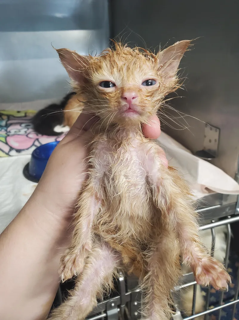 A baby small-sized male Domestic Medium Hair cat named Chomper for adoption in Wasilla, AK