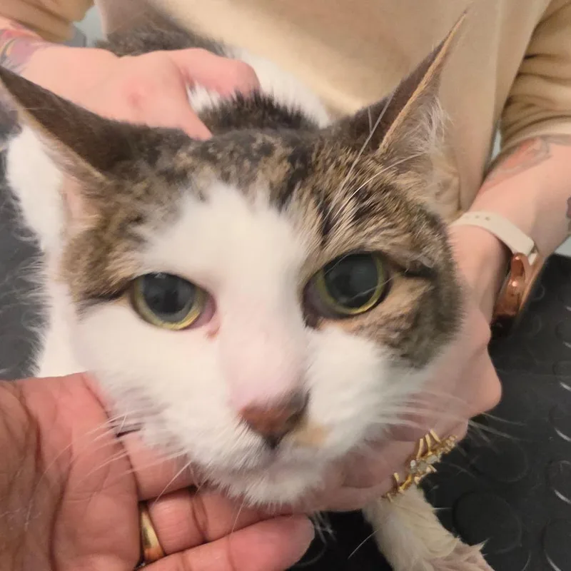 A senior medium-sized female White Domestic Short Hair cat named Kat for adoption in Leander, TX