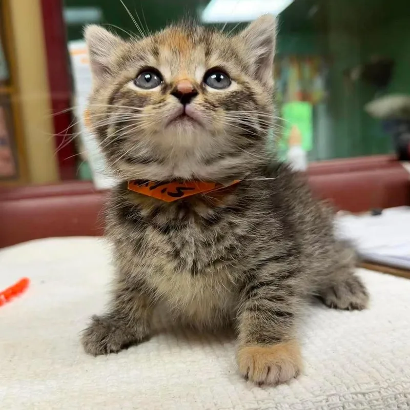 A baby small-sized female Brown / Chocolate Domestic Short Hair cat named Mantis for adoption in Shinnston, WV