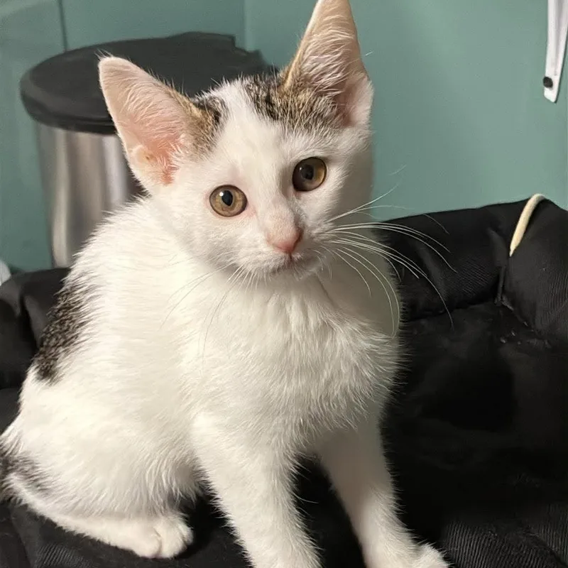 A baby medium-sized female White Tabby cat named Trinket for adoption in Shippenville, PA