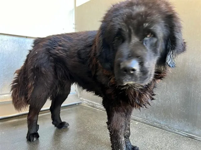 An adult large-sized female Tibetan Mastiff dog named Tabitha for adoption in Lancaster, CA
