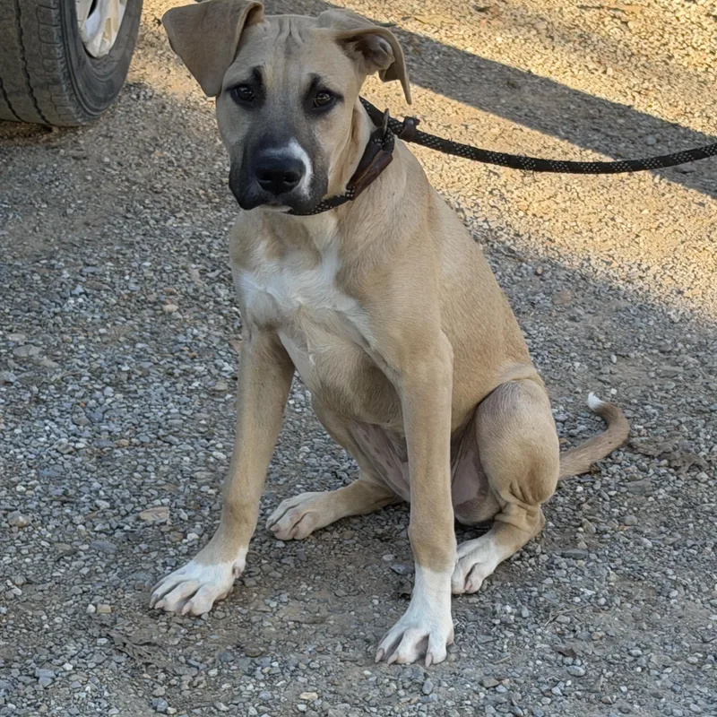 A baby medium-sized female Black Mouth Cur dog named Kensley for adoption in Luttrell, TN