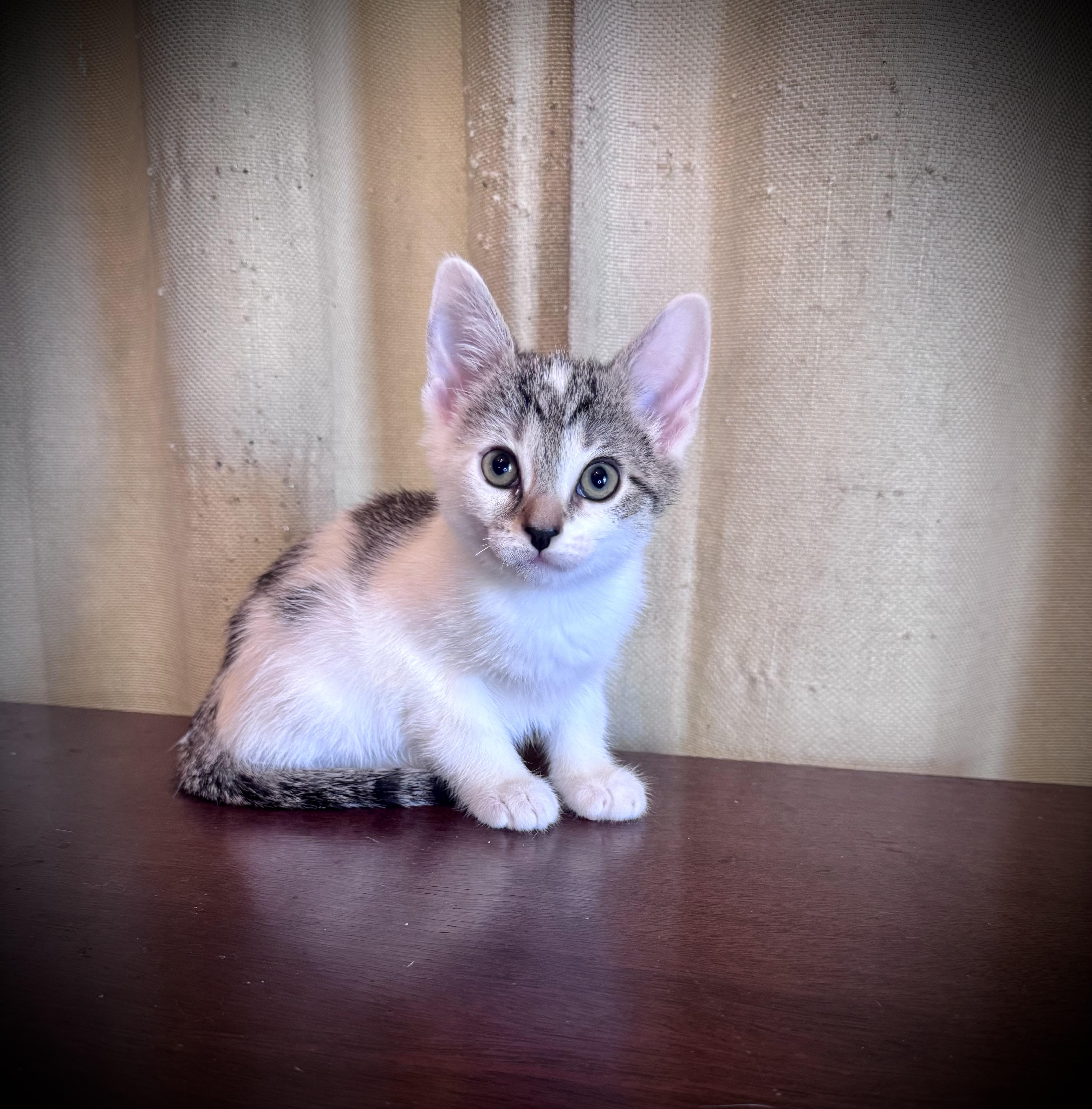 A baby medium-sized female Domestic Short Hair cat named Sloppy Jo for adoption in Avoca, PA