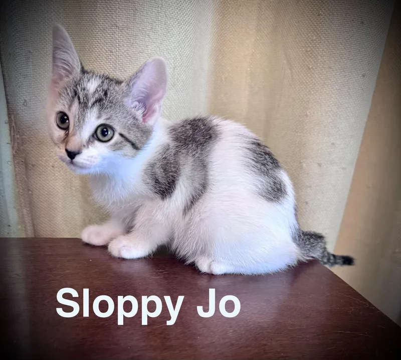Sloppy Jo thumbnail 2