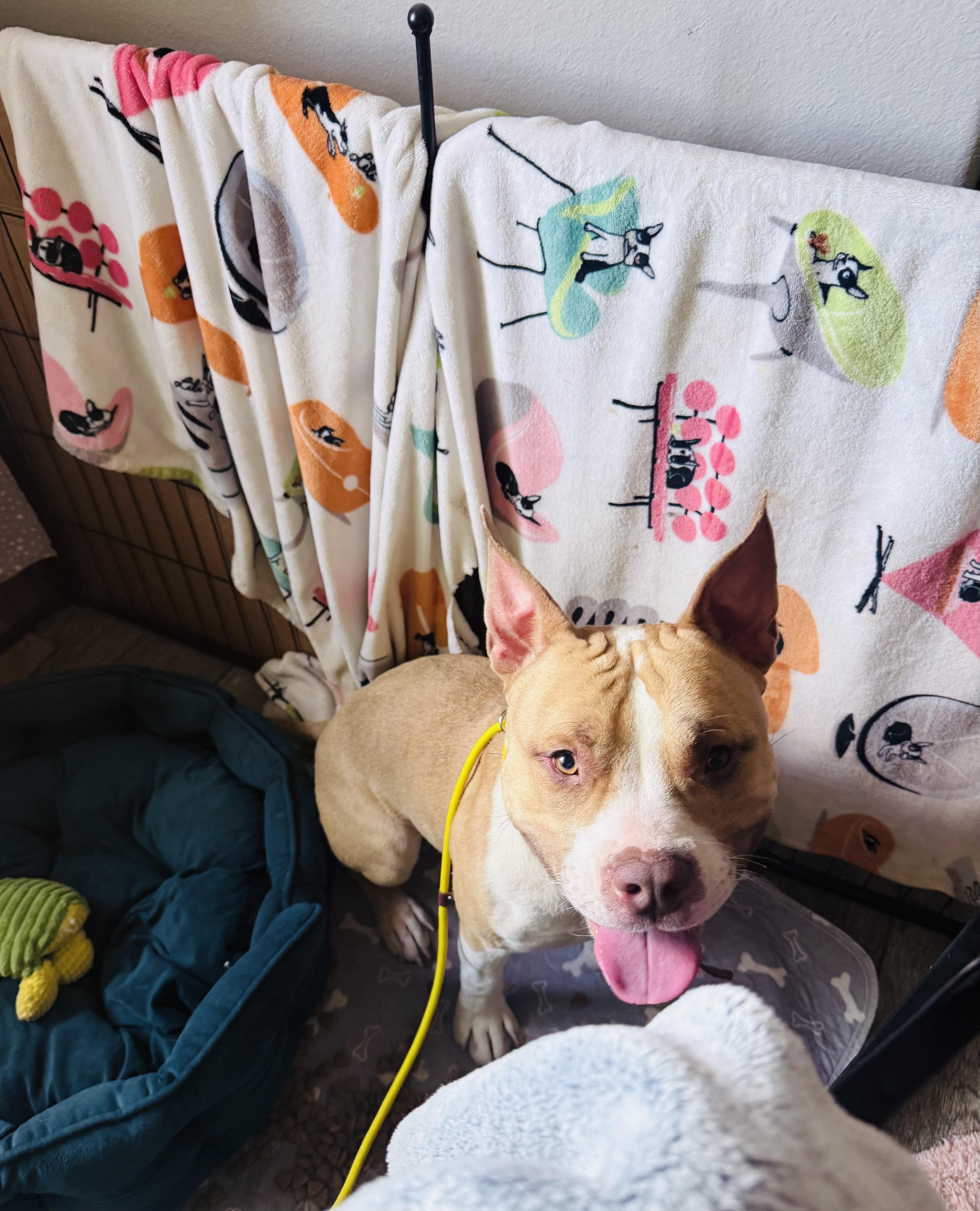 A young medium-sized male Bicolor Pit Bull Terrier dog named Quentin for adoption in Cool, CA