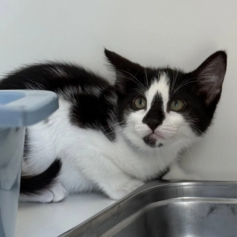 A baby small-sized female Black Domestic Short Hair cat named Sundae for adoption in Oakland, CA
