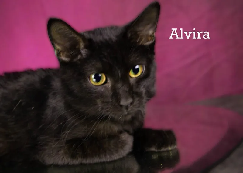 Alvira thumbnail 2