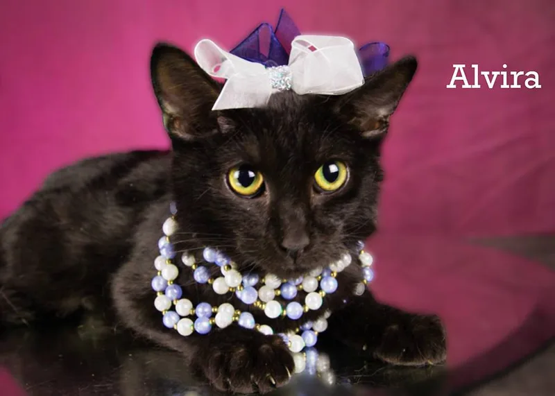 Alvira thumbnail 3