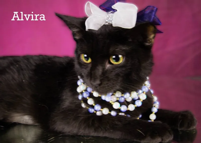 Alvira thumbnail 4