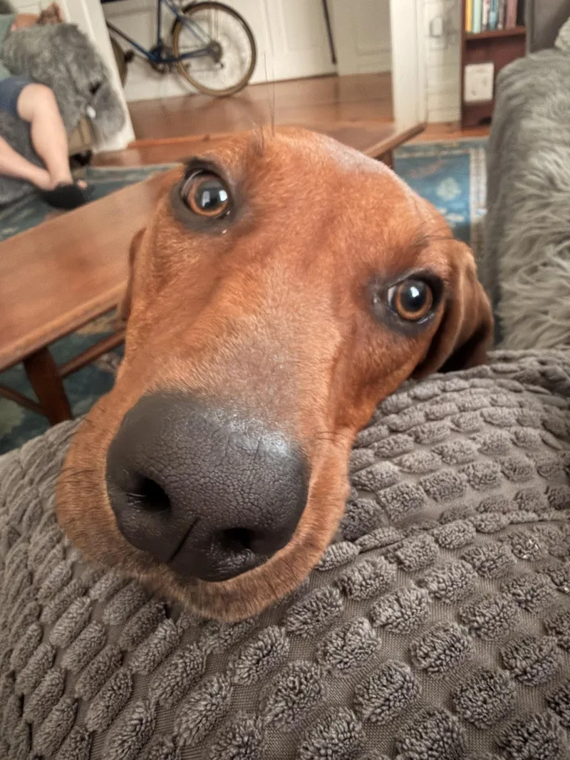 Night Ranger thumbnail 3