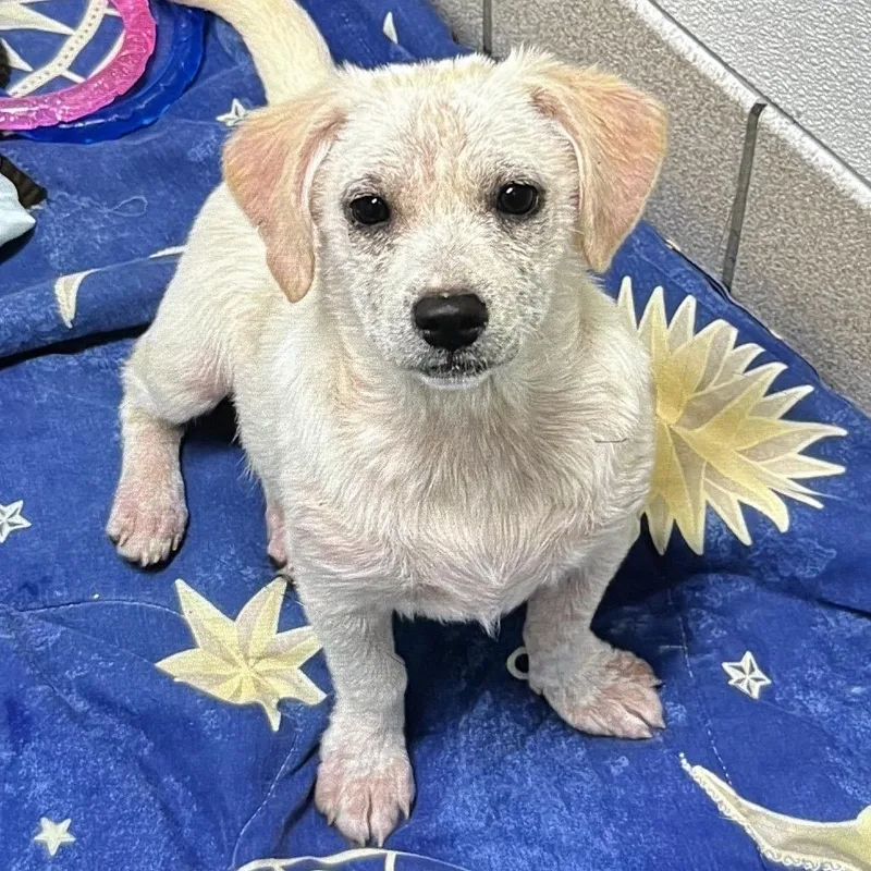 A baby small-sized female White / Cream Mixed Breed dog named Gravy for adoption in Charleston, WV
