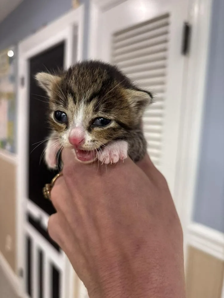 A baby small-sized female Brown / Chocolate Domestic Short Hair cat named Shanti for adoption in Statesboro, GA