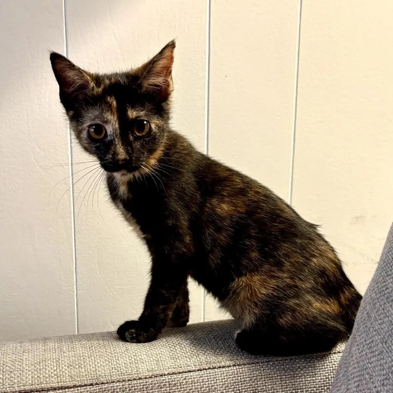 A baby small-sized female Tortoiseshell American Shorthair cat named Mera for adoption in Houston, TX
