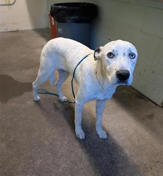 A young large-sized male Labrador Retriever dog named Coco for adoption in Sacramento, CA