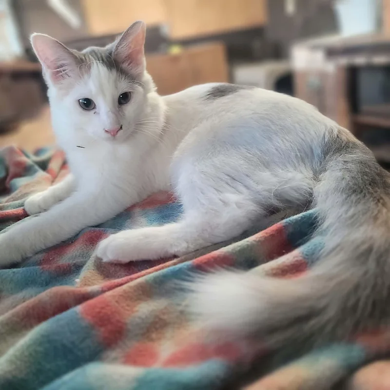 A young small-sized female Domestic Medium Hair cat named Marshmallow for adoption in Janesville, WI