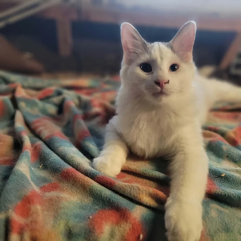 Marshmallow thumbnail 3