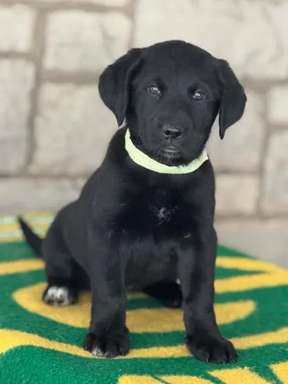 Lombardi thumbnail 5