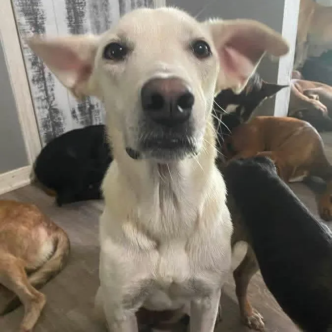 An adult medium-sized female Yellow / Tan / Blond / Fawn German Shepherd Dog dog named Bex PC for adoption in Goliad, TX