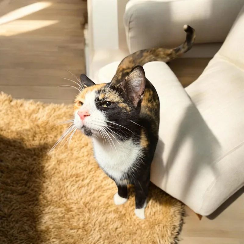 A young medium-sized female Tortoiseshell cat named Thelma for adoption in MONTGOMERY, TX
