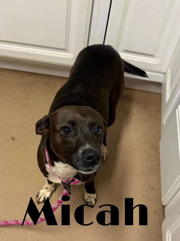 Micah