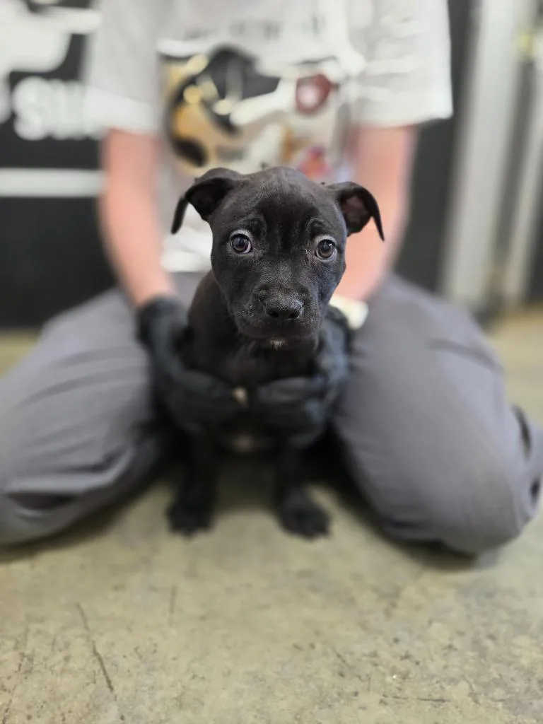A baby medium-sized female Mixed Breed dog named Minah for adoption in Minot, ND