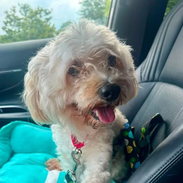 An adult small-sized male White / Cream Mixed Breed dog named Toby for adoption in Fredericksburg, VA