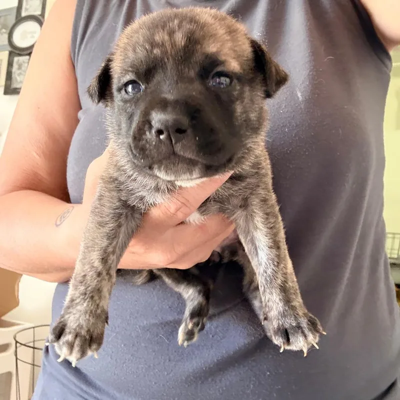 A baby medium-sized female English Bulldog dog named Phoenix for adoption in Sacramento, CA
