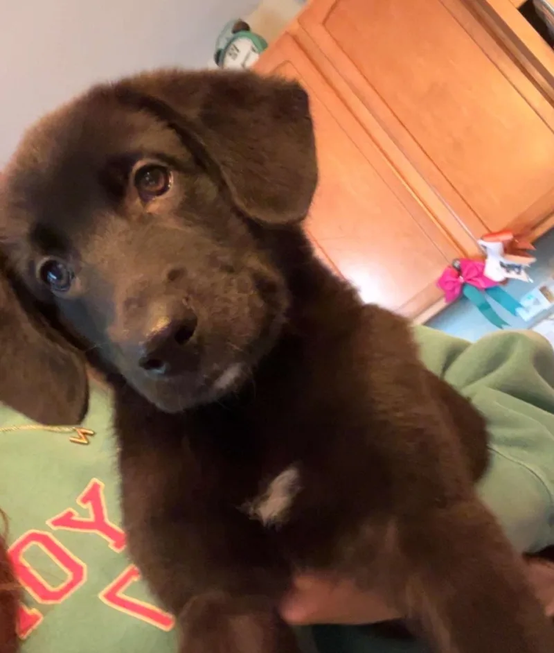 A baby medium-sized male Retriever dog named Beau for adoption in Aurora, IL