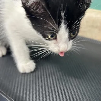 A young medium-sized male Domestic Short Hair cat named Widget for adoption in Kansas City, MO