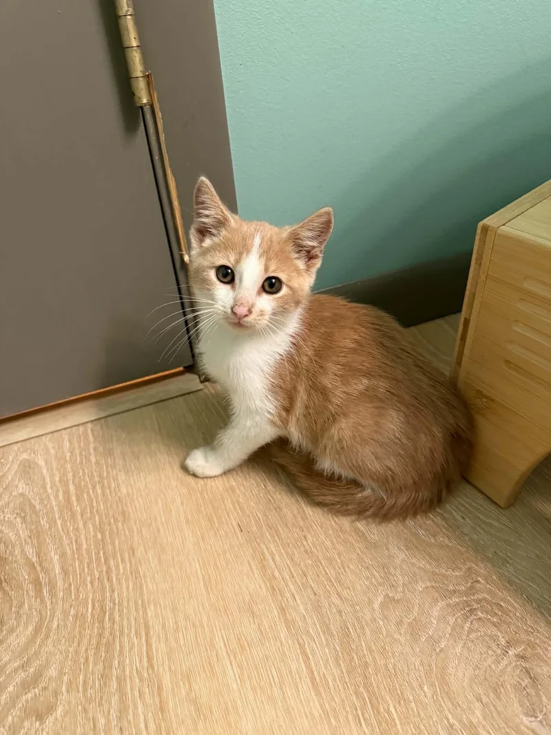 A baby medium-sized male Domestic Short Hair cat named CheeseIt for adoption in Port Washington, WI