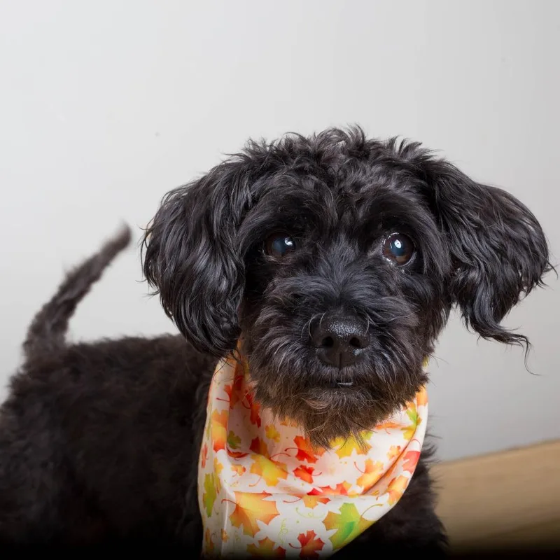 A senior small-sized female Black Miniature Schnauzer dog named Sparkles D for adoption in Minnetonka, MN
