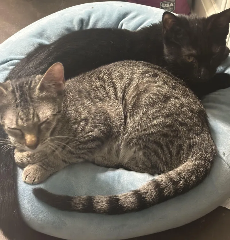 A young small-sized female Domestic Short Hair cat named Fiona for adoption in Randolph, AL