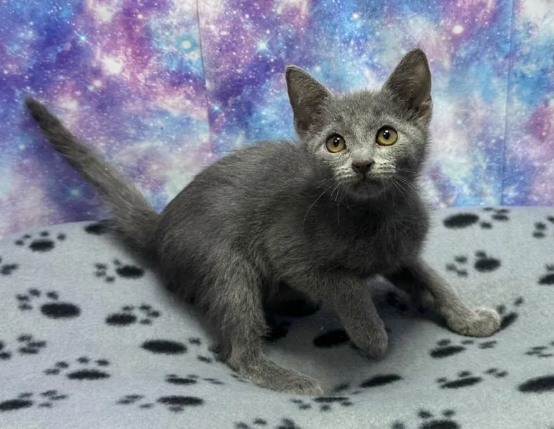 A baby small-sized male Domestic Medium Hair cat named Barrett for adoption in Washington Court House, OH