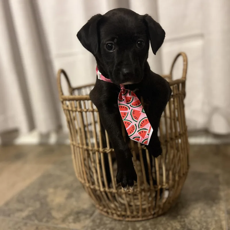 A baby medium-sized female Black Labrador Retriever dog named Tequila for adoption in Humble, TX