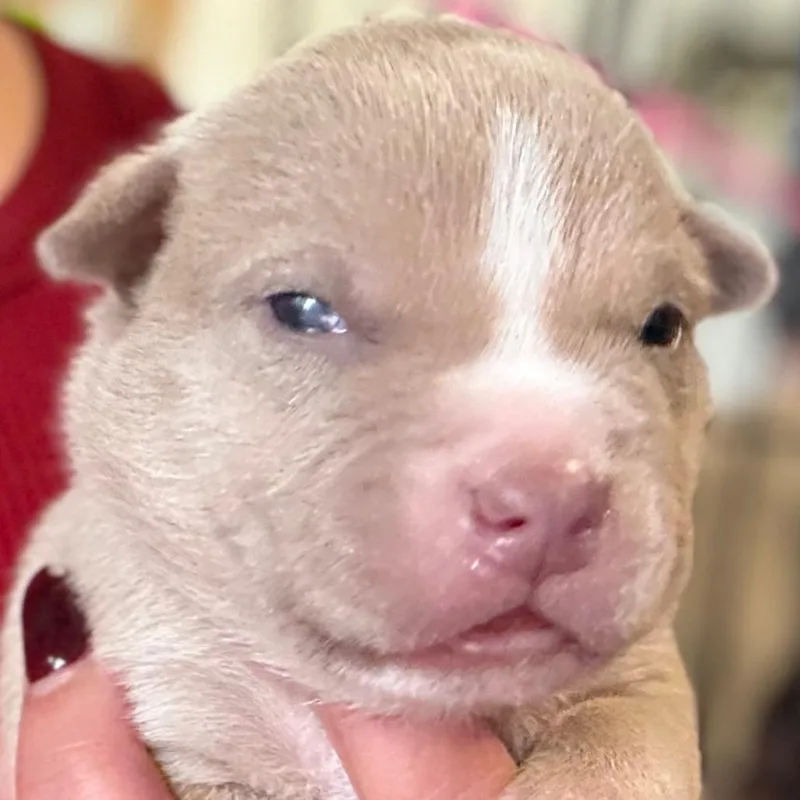 A baby small-sized male Apricot / Beige Anatolian Shepherd dog named Atlas red for adoption in Greenfield, IN