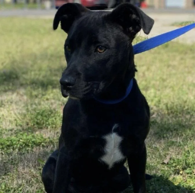 A young medium-sized female Black Labrador Retriever dog named Cinder Louisiana for adoption in Rockaway, NJ