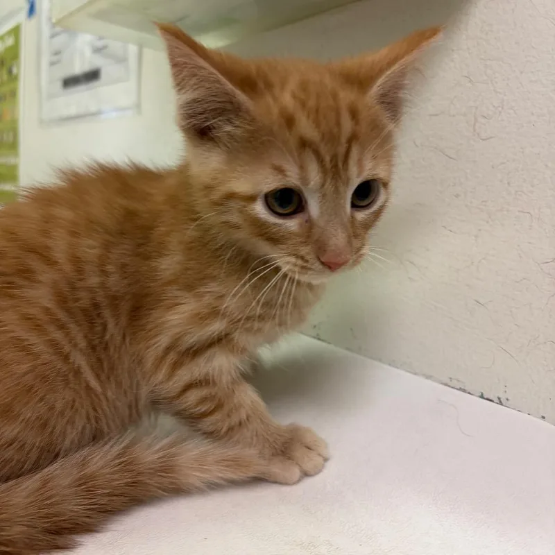 A baby small-sized male Orange / Red Domestic Medium Hair cat named Duck A L'orange for adoption in Charleston, WV