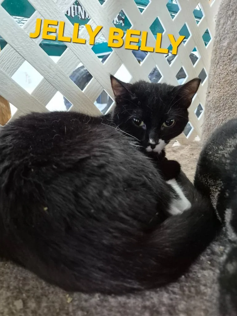 A baby medium-sized male Domestic Short Hair cat named Jelly Belly for adoption in Rome, GA