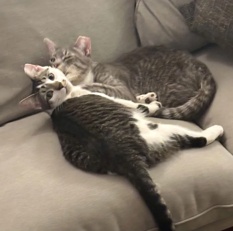 Sweet Cheeks And Toots thumbnail 2