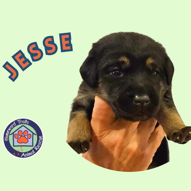 Cammie pup Jesse