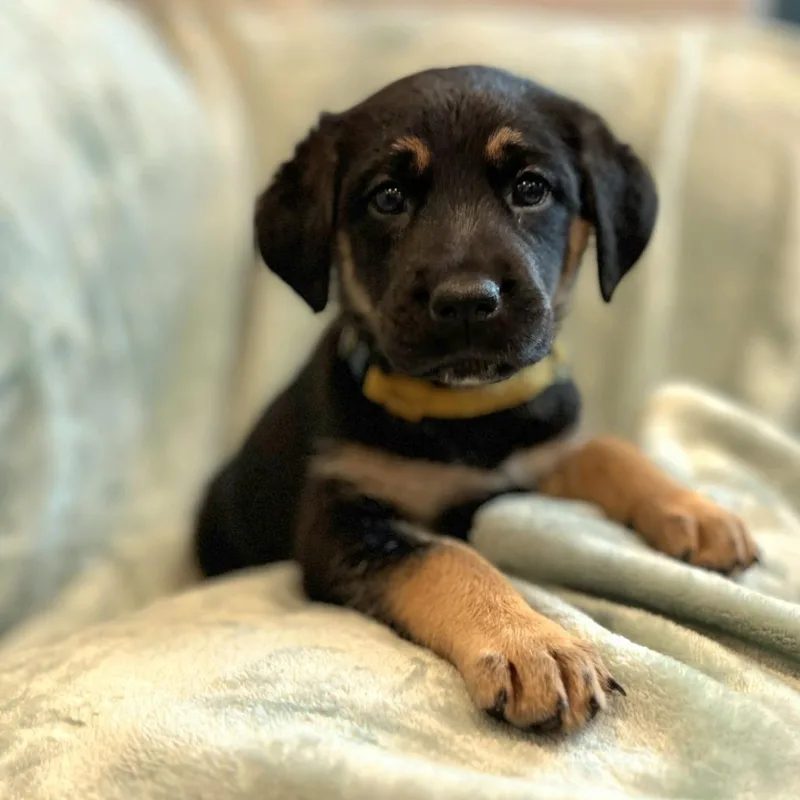 Cammie pup Jesse thumbnail 2