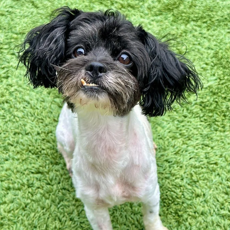 An adult small-sized male Black Mixed Breed dog named Dice for adoption in Matteson, IL