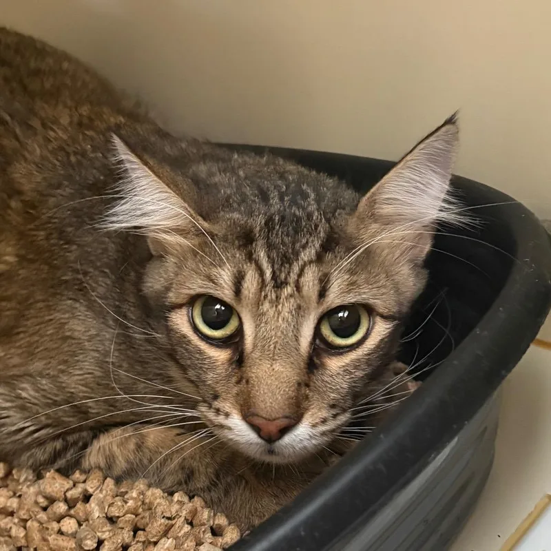 An adult large-sized male Brown / Chocolate Domestic Medium Hair cat named Chumley for adoption in Lake Jackson, TX