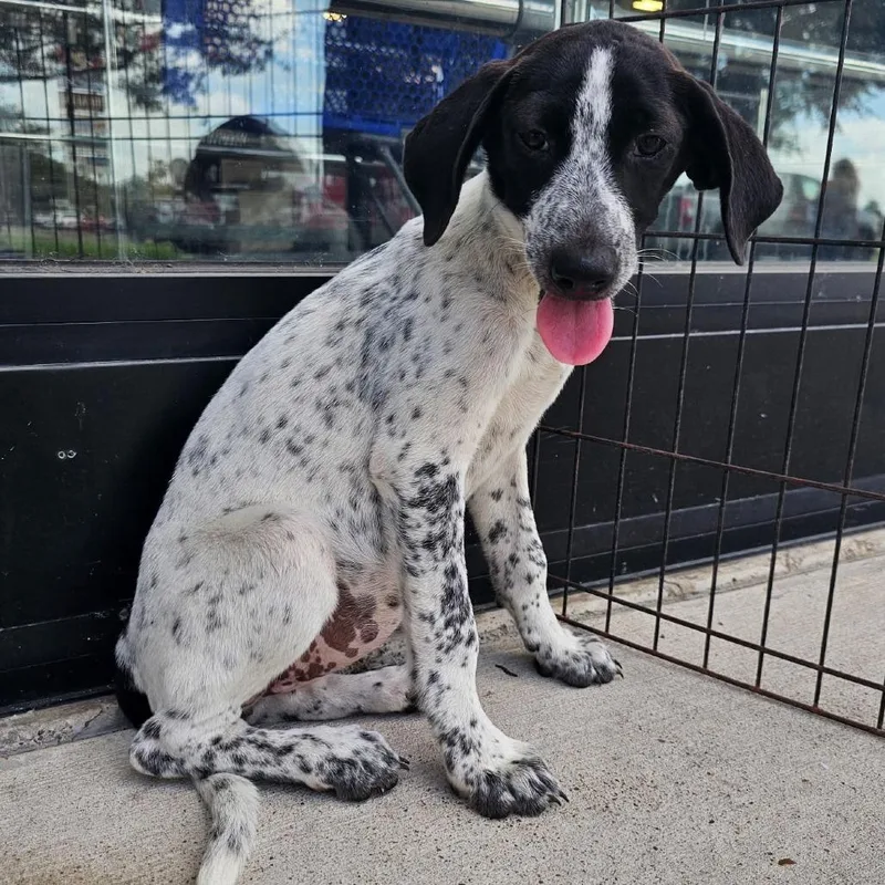 A baby small-sized female White / Cream Pointer dog named Tofu for adoption in Harlingen, TX