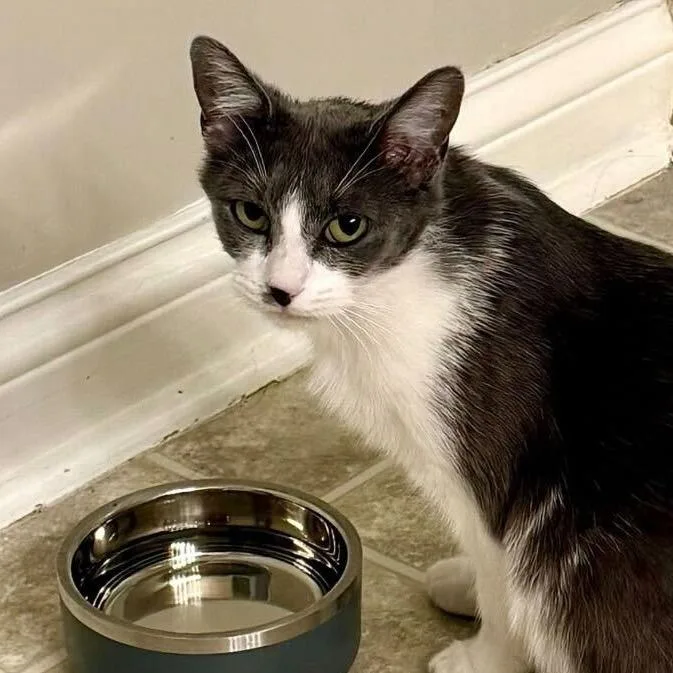 A young small-sized female Gray / Blue / Silver Domestic Short Hair cat named Lemonade for adoption in Louisville, KY