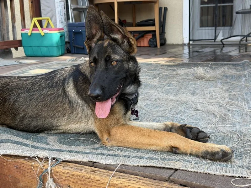 A baby medium-sized female Tricolor (Brown, Black, & White) Belgian Shepherd / Malinois dog named Dory Located in California for adoption in Imlay City, MI