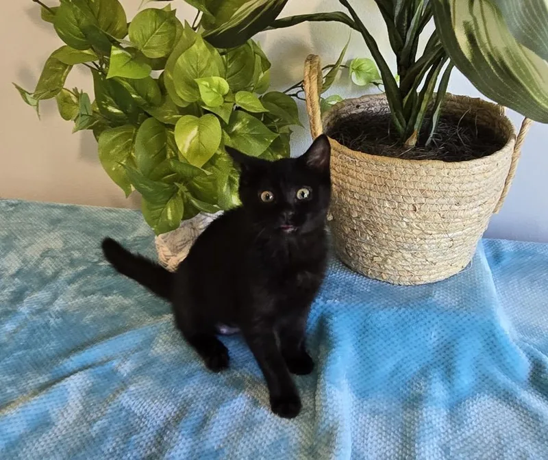 A baby medium-sized female Domestic Short Hair cat named Panda for adoption in Shelton, WA